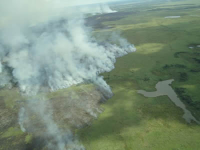 Divulgação / Estação Natureza Pantanal