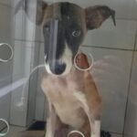 Cachorrinha resgatada pelo Corpo de Bombeiros Militar se recupera bem e está disponível para adoção