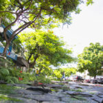 Consulta pública do Plano de Arborização Urbana continua aberta em Corumbá