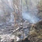 Bombeiros registram três incêndios em vegetação em 24 horas