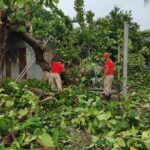 Chuvas mobilizam Bombeiros para quedas de árvores e alagamentos em Corumbá e Ladário